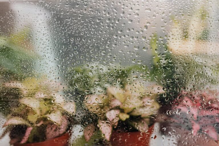 optimal humidity for houseplants